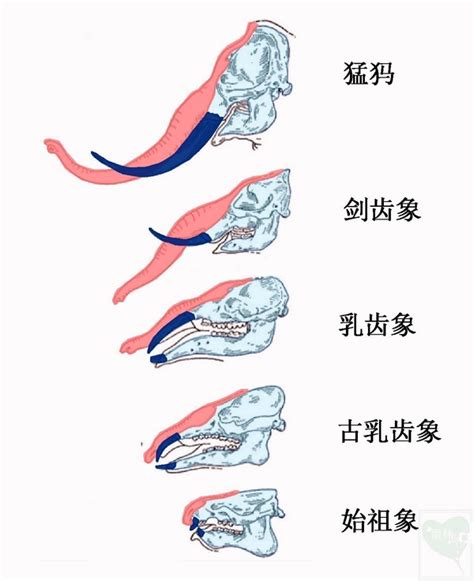 大象鼻孔|大象（哺乳纲长鼻目象科动物的统称）